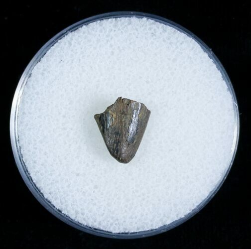 T-Rex Tooth Tip Fragment - Montana #6959